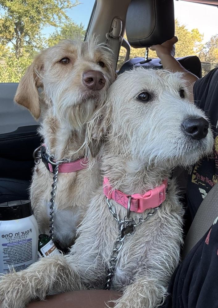 Caprice / Violet, a Adoptable mixed breed in Broomfield, CO image 5/6