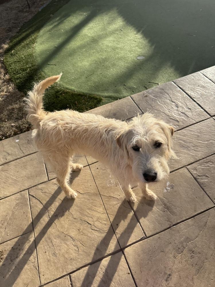 Caprice / Violet, a Adoptable mixed breed in Broomfield, CO image 6/6