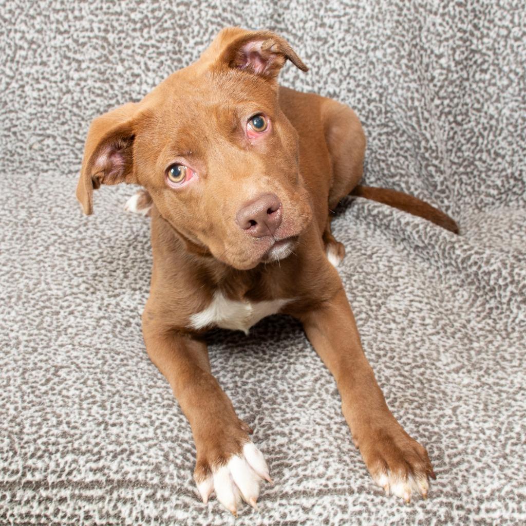 Enlarge Wishbone, a Adoptable Pit Bull Terrier in Troy, OH image 1/3