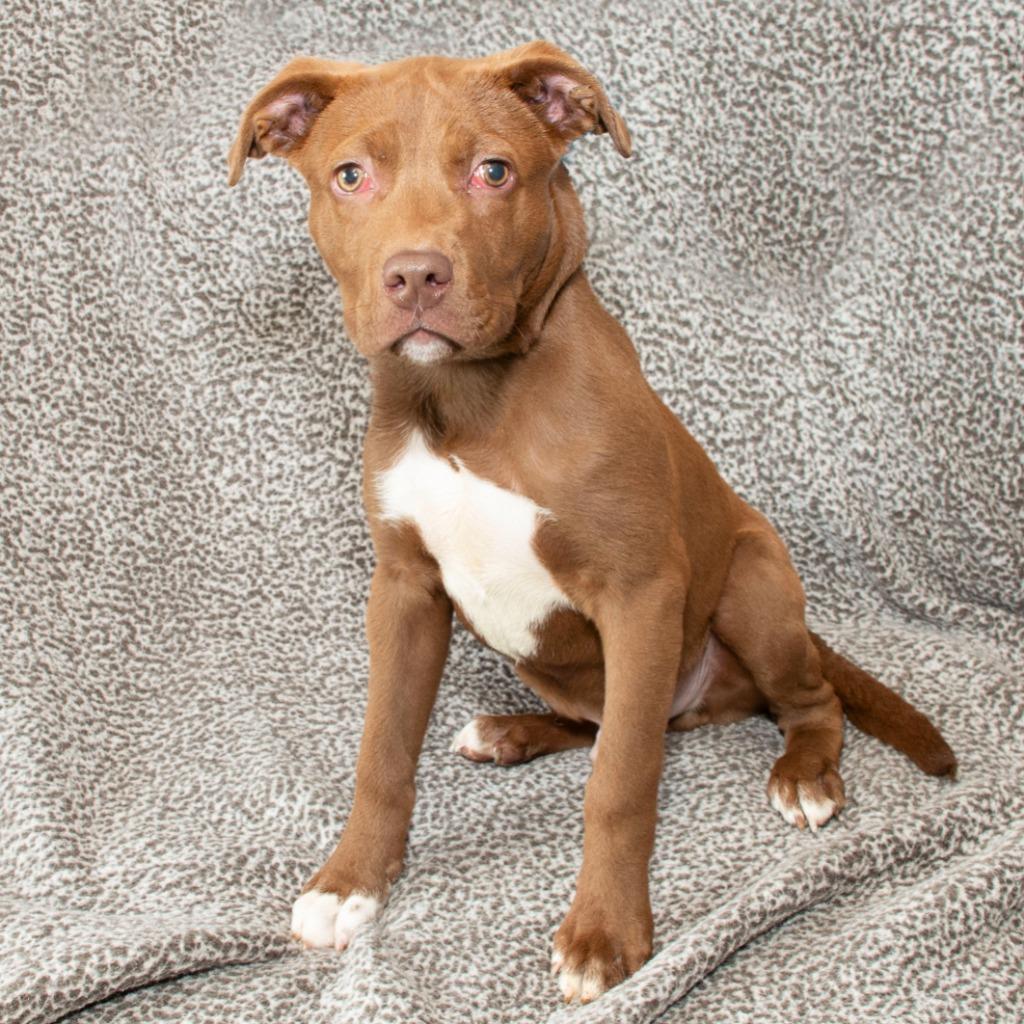 Enlarge Wishbone, a Adoptable Pit Bull Terrier in Troy, OH image 2/3