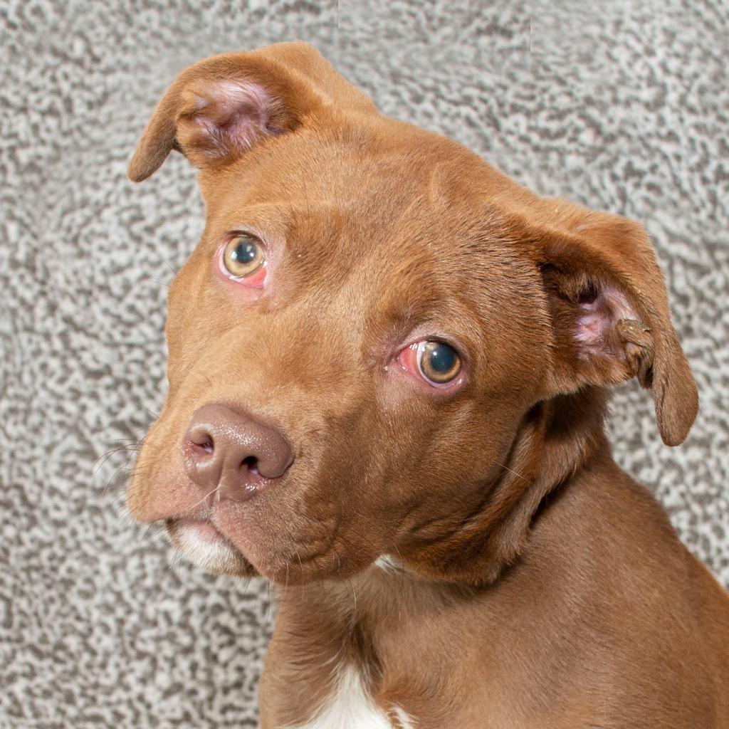 Enlarge Wishbone, a Adoptable Pit Bull Terrier in Troy, OH image 3/3