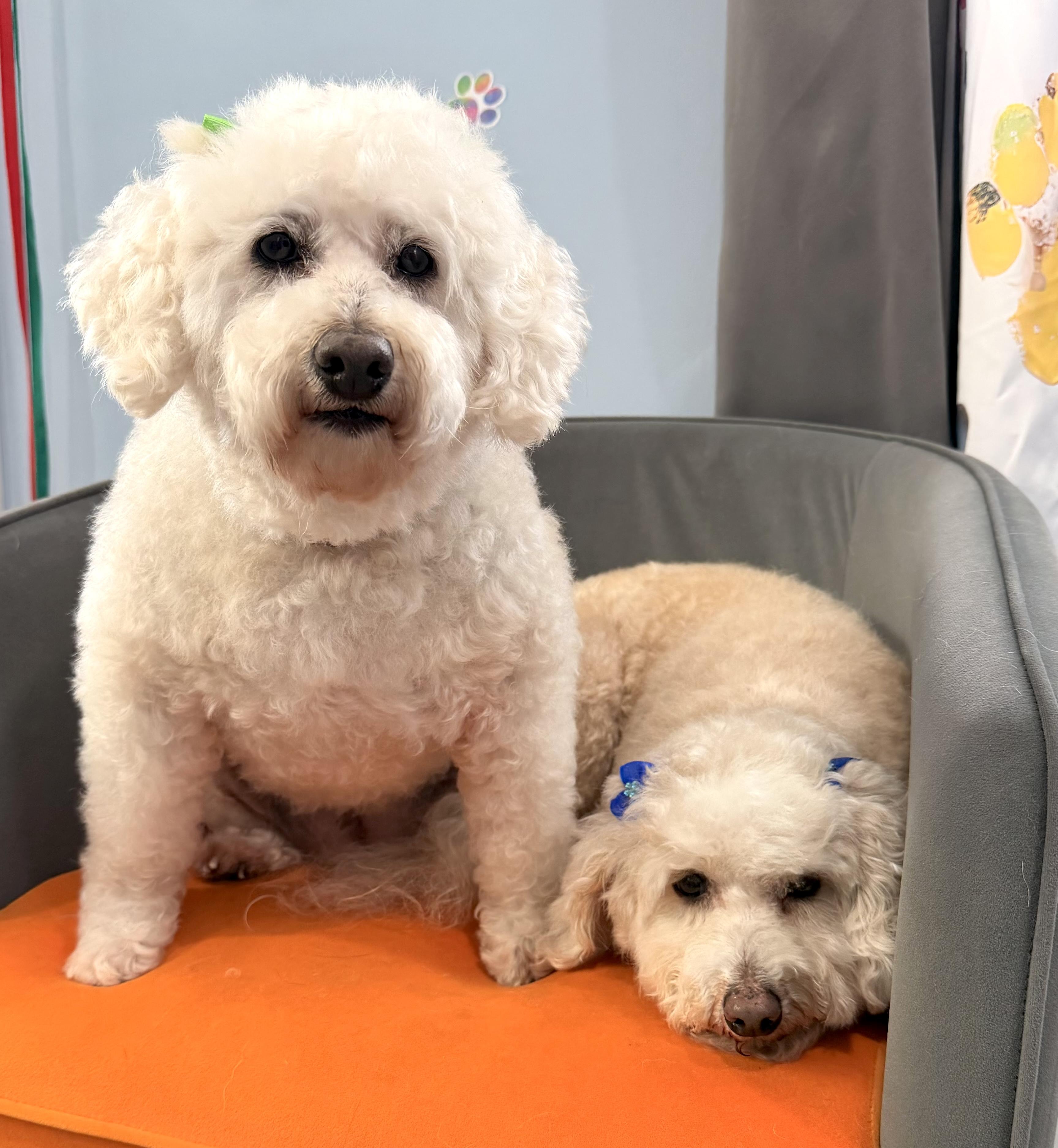Enlarge Mazzie (and Phoenix), a ADOPTABLE Goldendoodle in Shrewsbury, MA image 4/6
