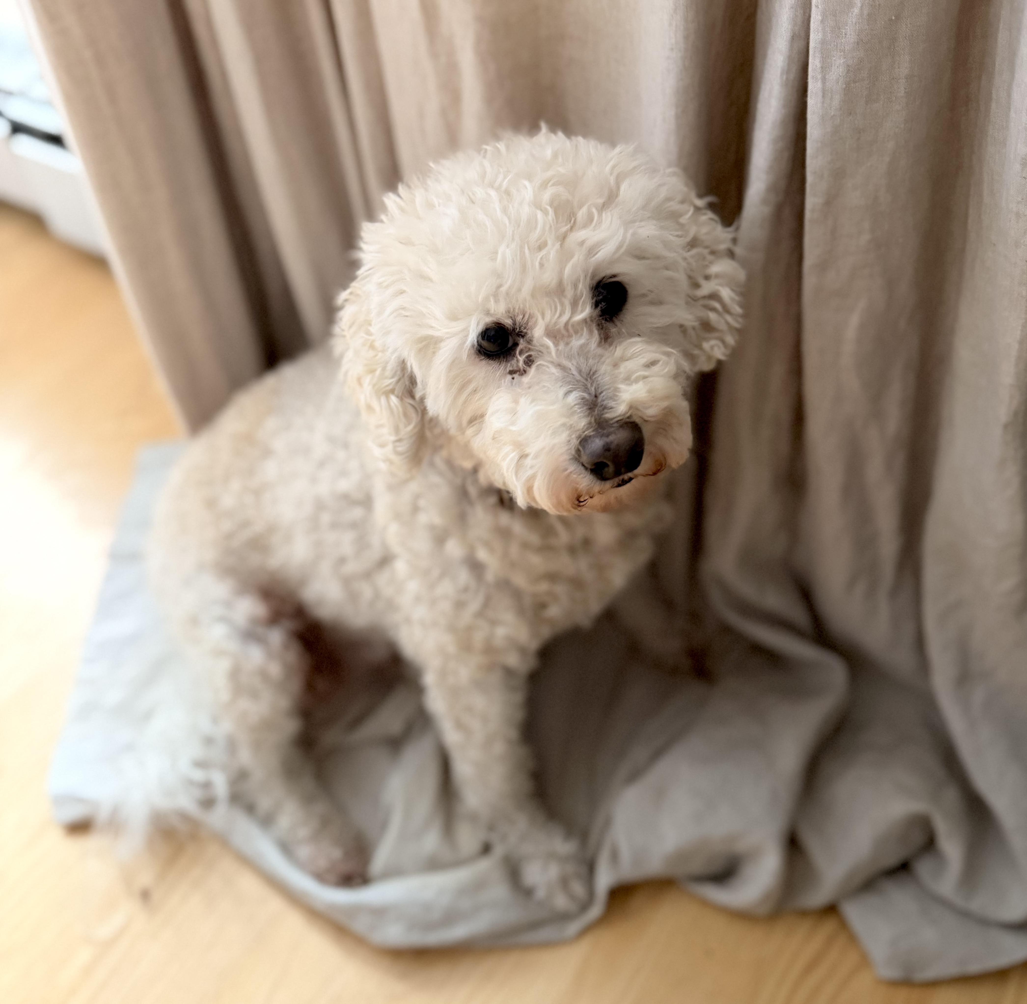 Enlarge Mazzie (and Phoenix), a ADOPTABLE Goldendoodle in Shrewsbury, MA image 2/6
