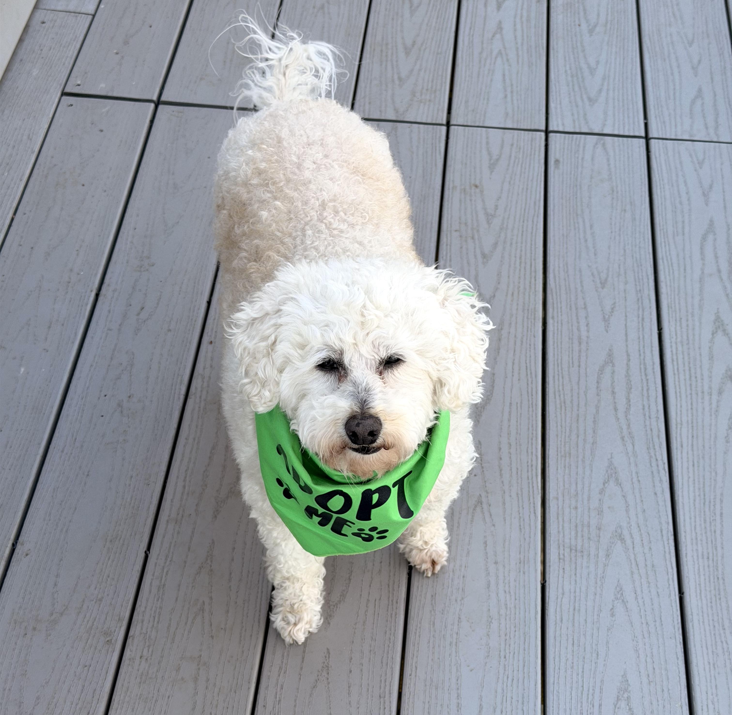 Mazzie (and Phoenix), ADOPTABLE, Senior Female Goldendoodle.
