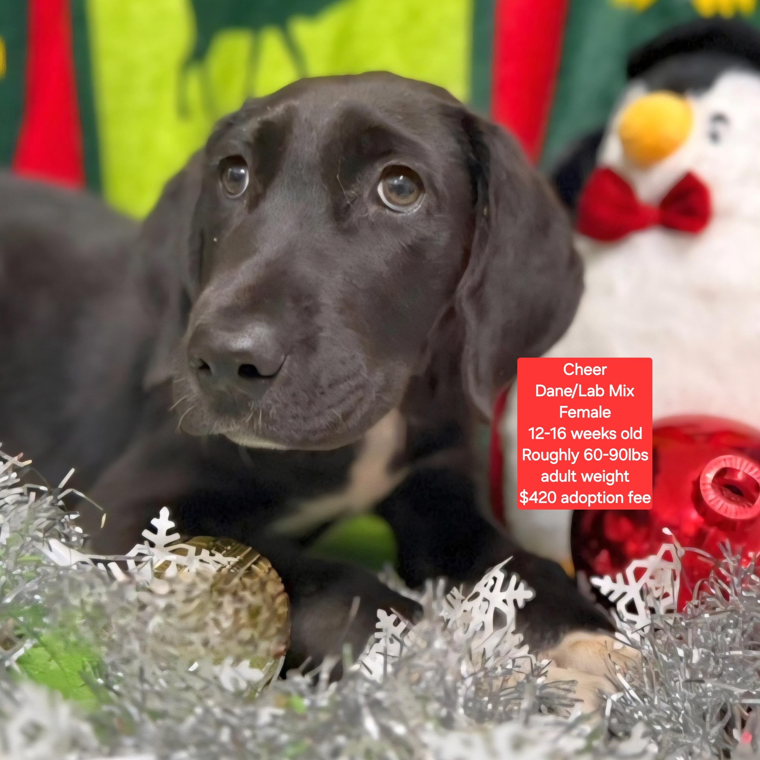 Enlarge Cheer, a ADOPTABLE mixed breed in Oviedo, FL image 1/1