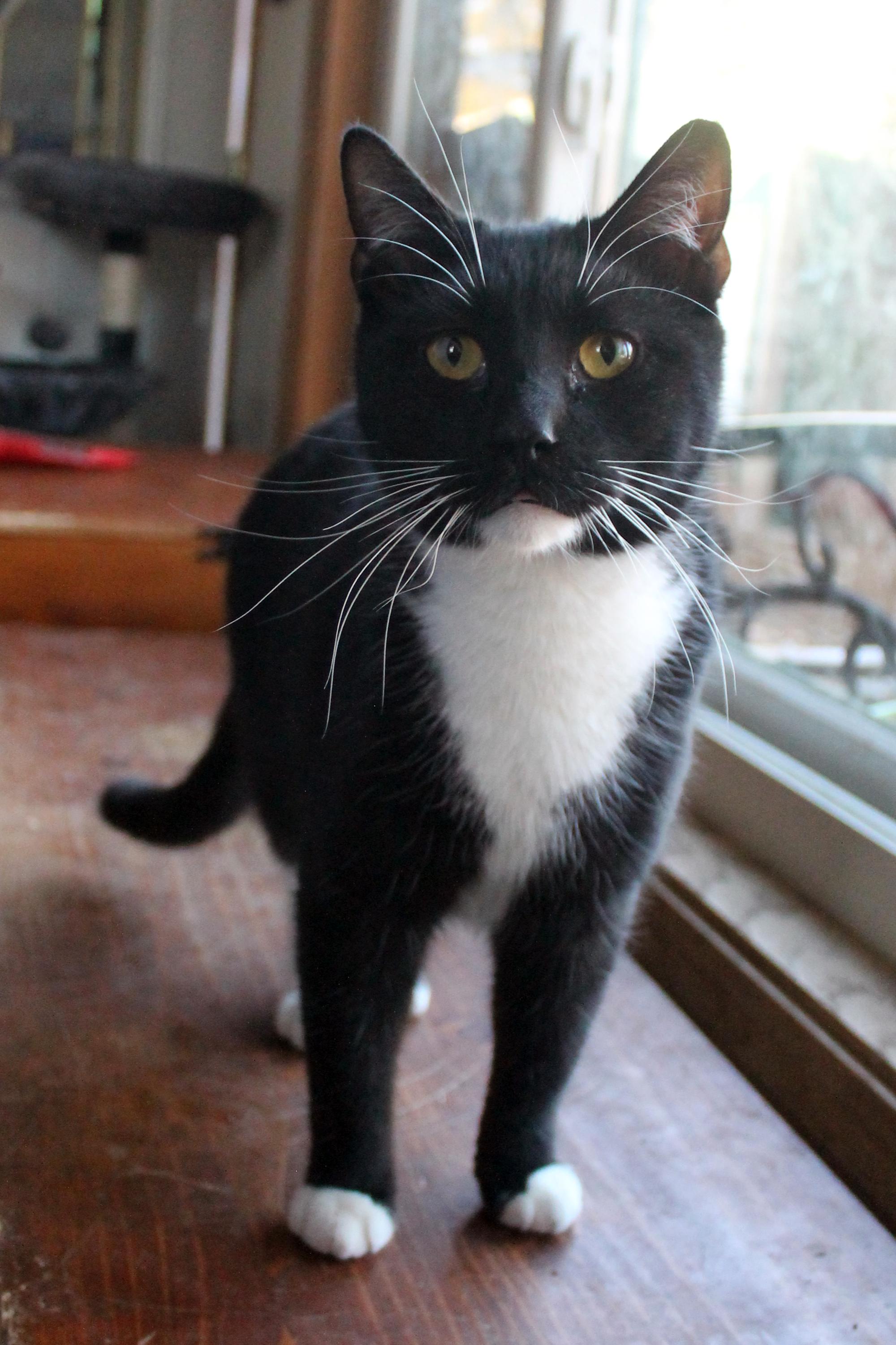 Enlarge Conan, a Adoptable Domestic Short Hair in Guthrie, OK image 3/6