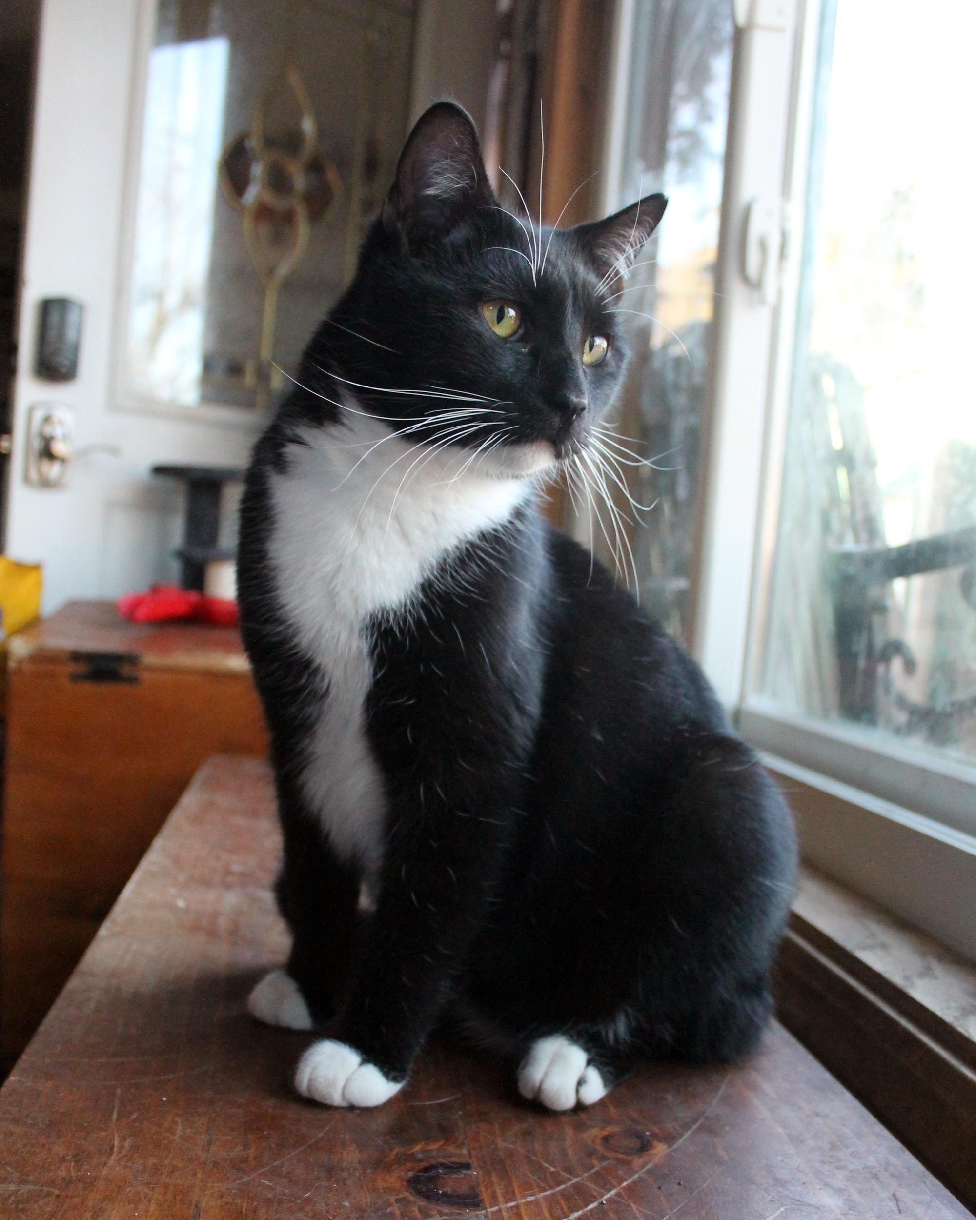 Conan, Adoptable, Adult Male Domestic Short Hair.