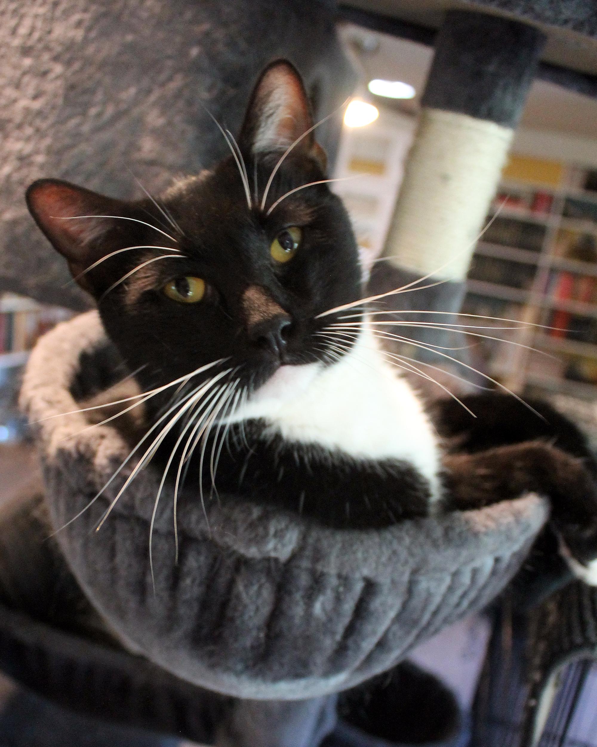 Enlarge Conan, a Adoptable Domestic Short Hair in Guthrie, OK image 6/6