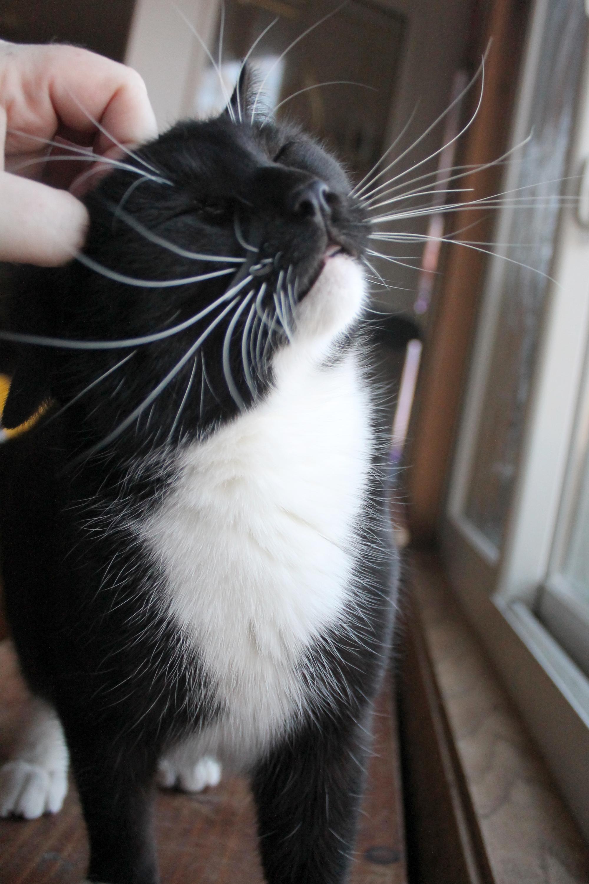 Enlarge Conan, a Adoptable Domestic Short Hair in Guthrie, OK image 4/6