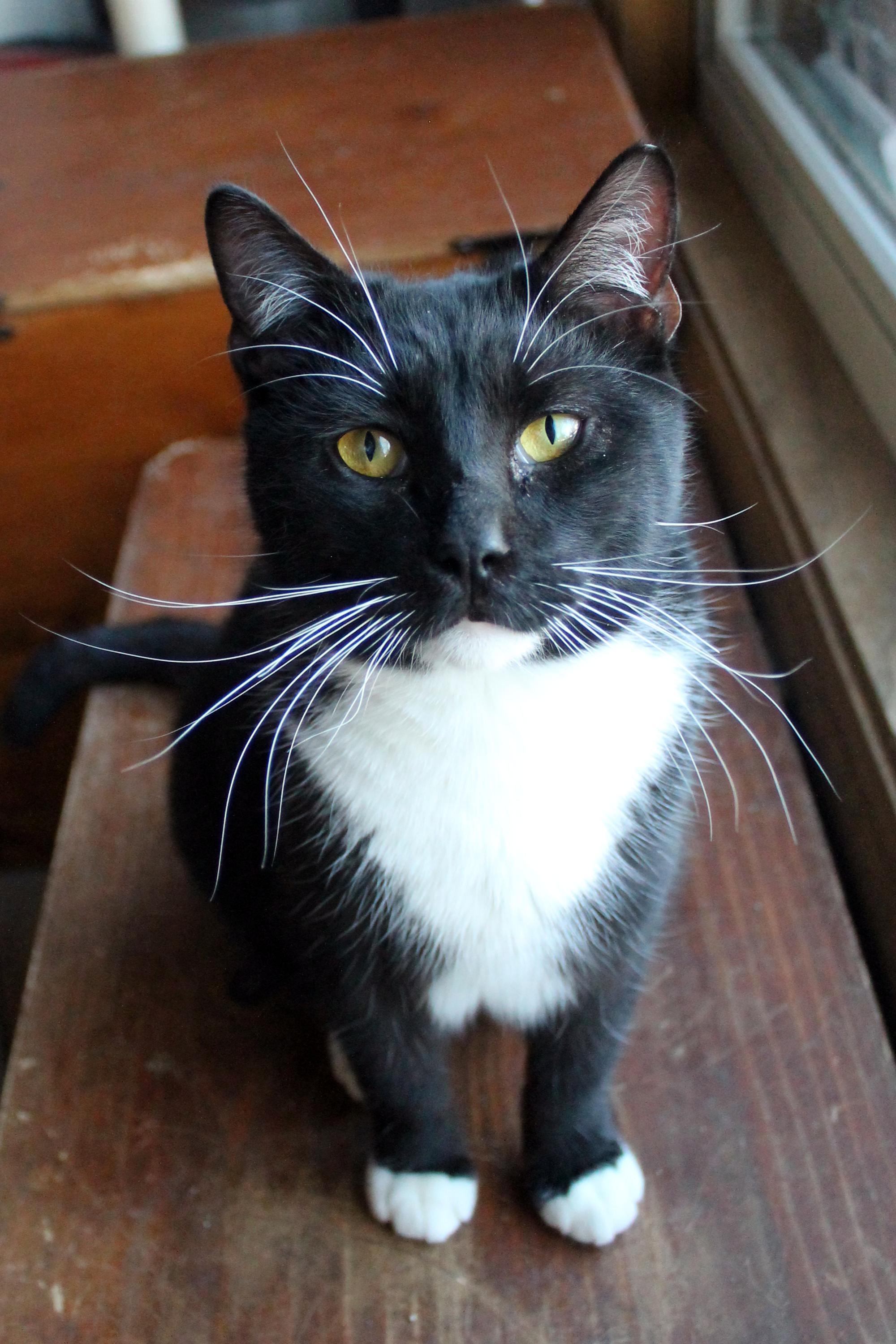 Enlarge Conan, a Adoptable Domestic Short Hair in Guthrie, OK image 2/6