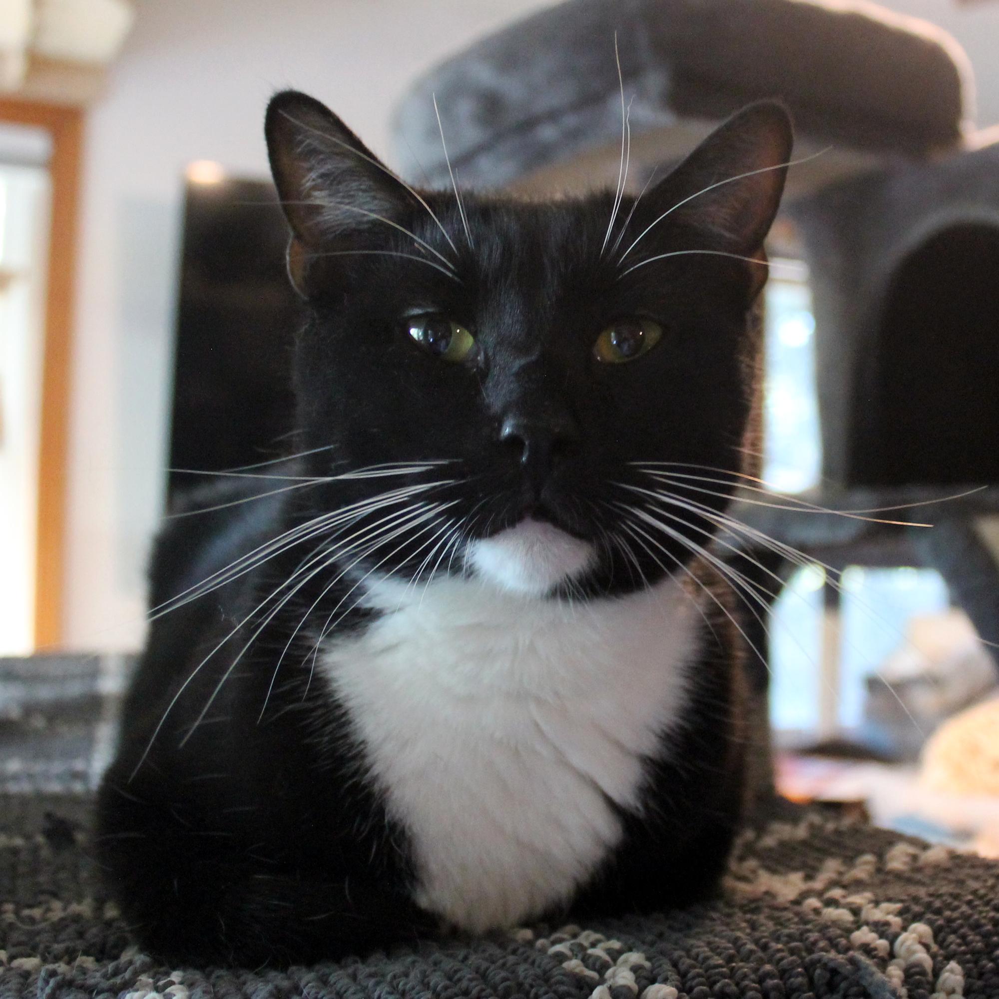 Enlarge Conan, a Adoptable Domestic Short Hair in Guthrie, OK image 5/6