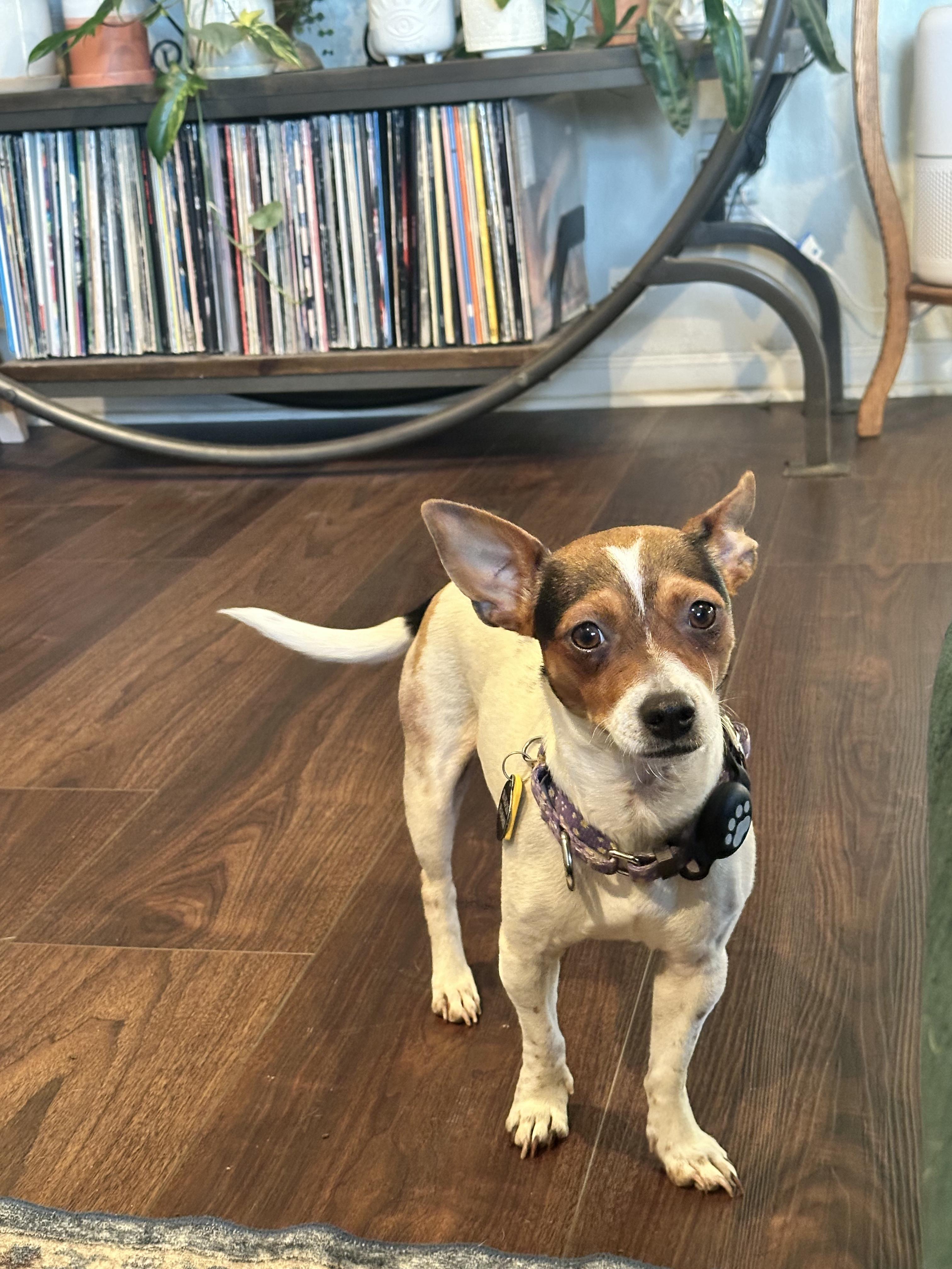 Enlarge Penny Lane, a Adoptable mixed breed in Austin, TX image 5/6