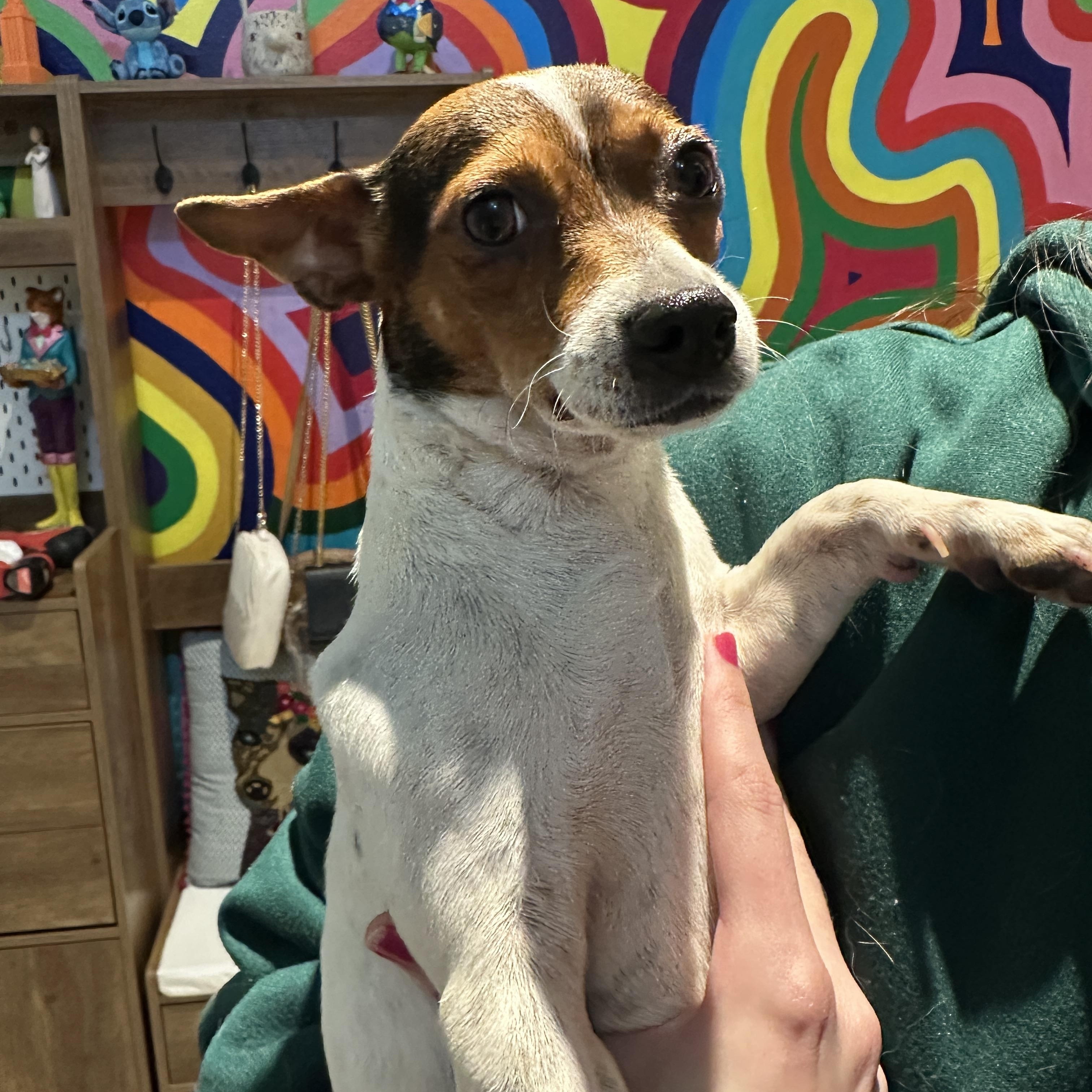 Enlarge Penny Lane, a Adoptable mixed breed in Austin, TX image 3/6