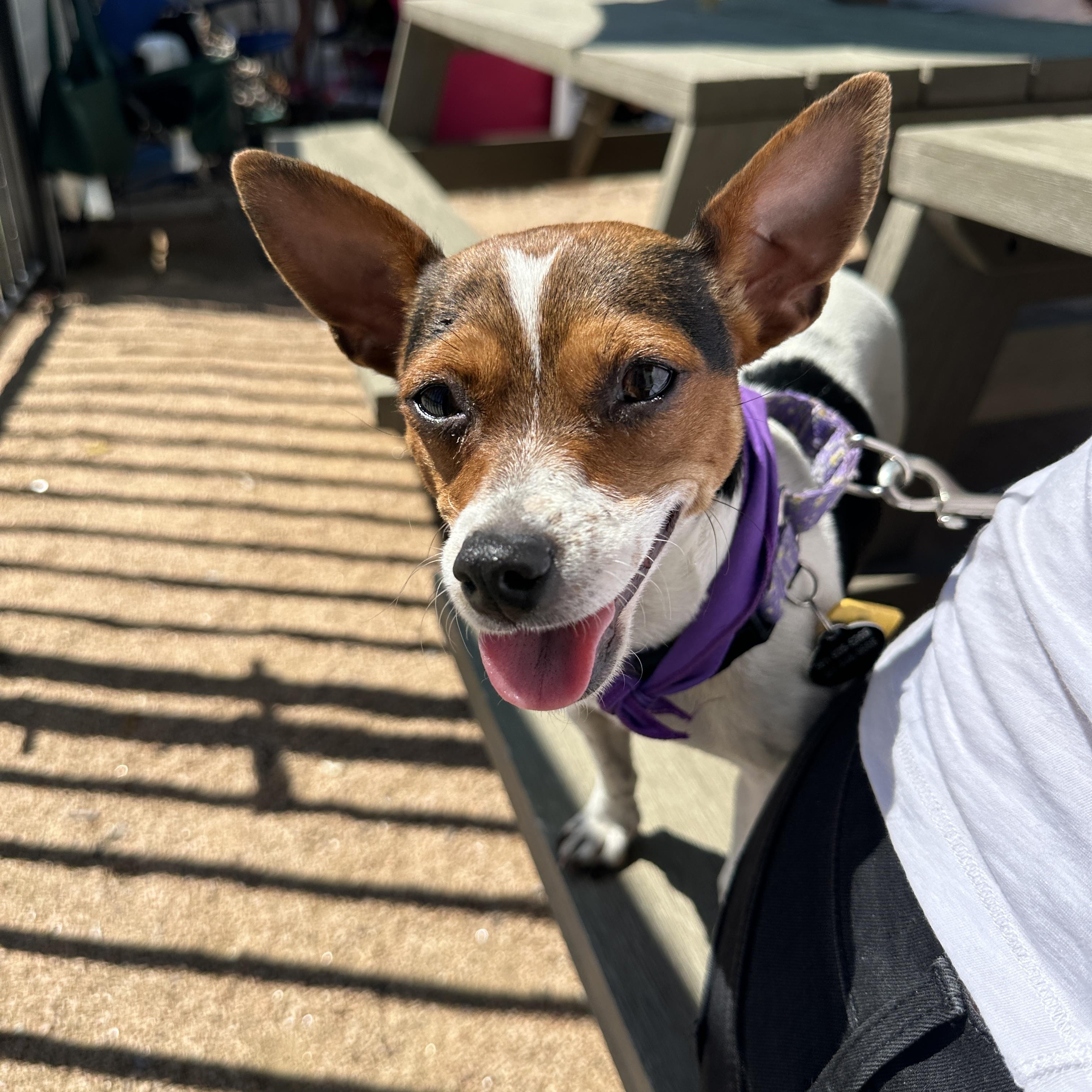 Penny Lane, Adoptable, Adult Female Jack Russell Terrier & Chihuahua.