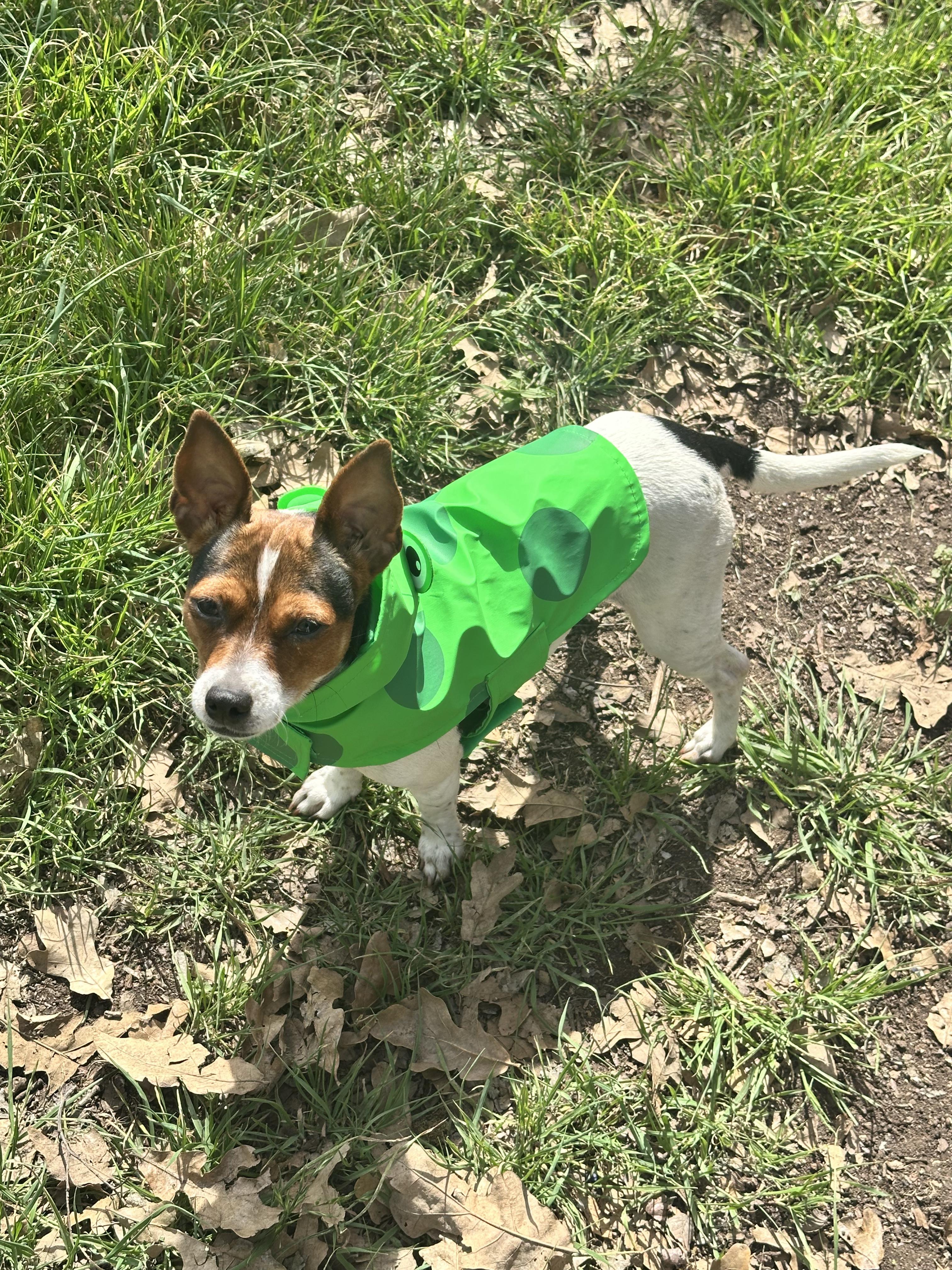 Enlarge Penny Lane, a Adoptable mixed breed in Austin, TX image 6/6