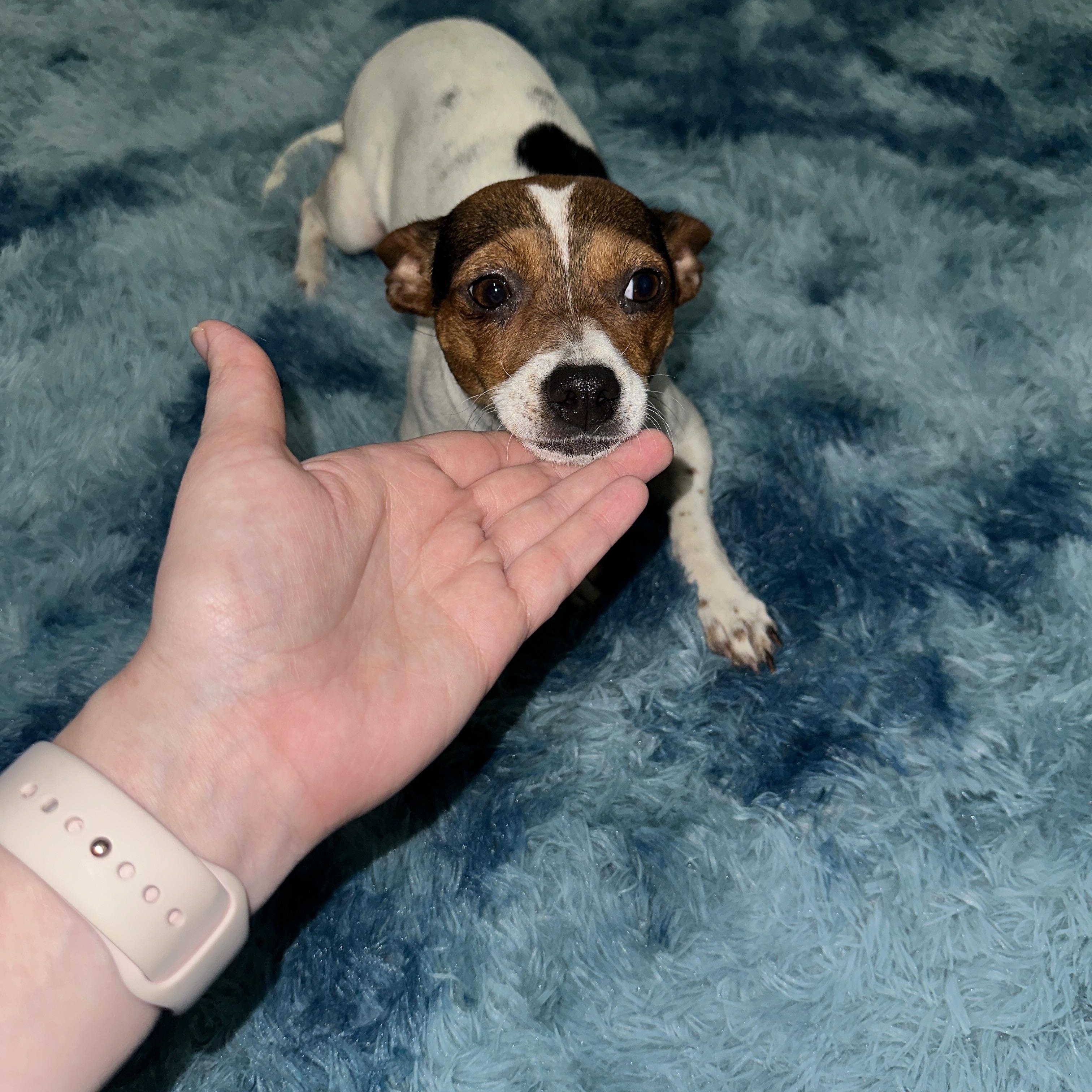 Enlarge Penny Lane, a Adoptable mixed breed in Austin, TX image 2/6