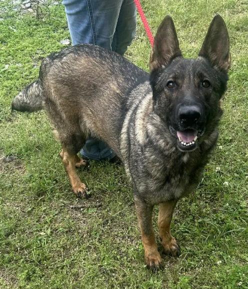 260538 Abbi, Adopted, Adult Female German Shepherd Dog.