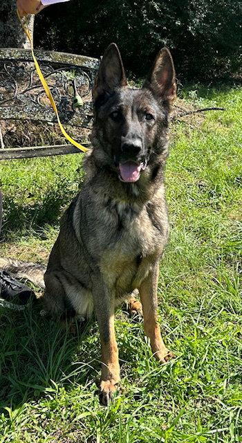 260538 Abbi, a Adopted German Shepherd Dog in Wetumpka, AL image 2/3