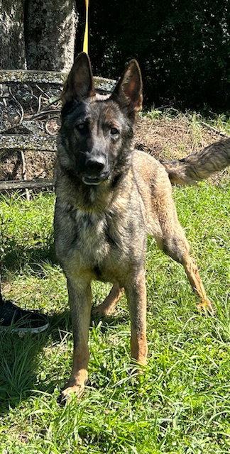 260538 Abbi, a Adopted German Shepherd Dog in Wetumpka, AL image 3/3