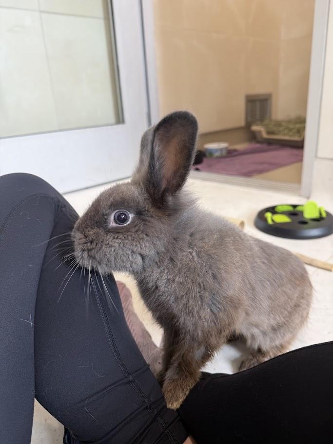Murray, ADOPTABLE, Adult Male Lionhead & Netherland Dwarf.
