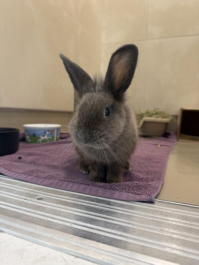 Murray, a ADOPTABLE mixed breed in Berkeley, CA image 6/6