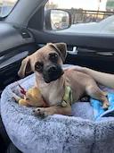 Frankie, Adopted, Adult Male Pug.