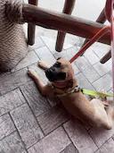 Enlarge Frankie, a Adopted mixed breed in Houston, TX image 2/3