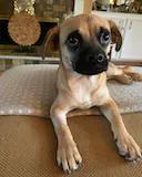 Enlarge Frankie, a Adopted mixed breed in Houston, TX image 3/3