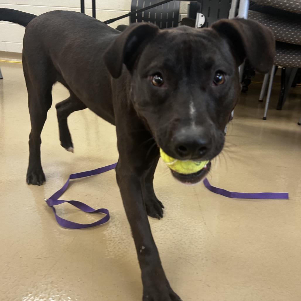 Americano, Adoptable, Adult Male Mixed Breed.