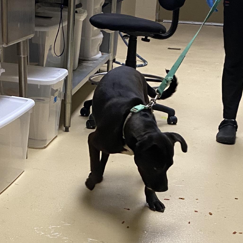 Americano, Adoptable, Adult Male Mixed Breed.