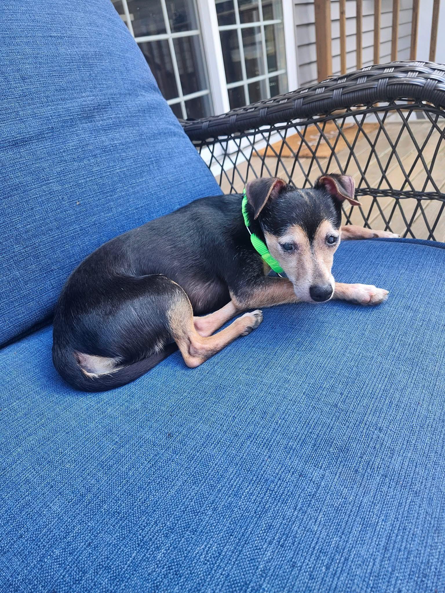 Prince , ADOPTABLE, Adult Male Chihuahua.