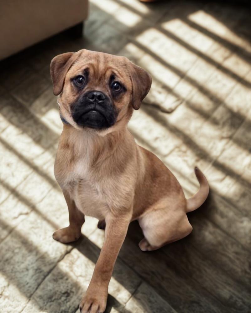 Nala, Adoptable, Young Female Pug.