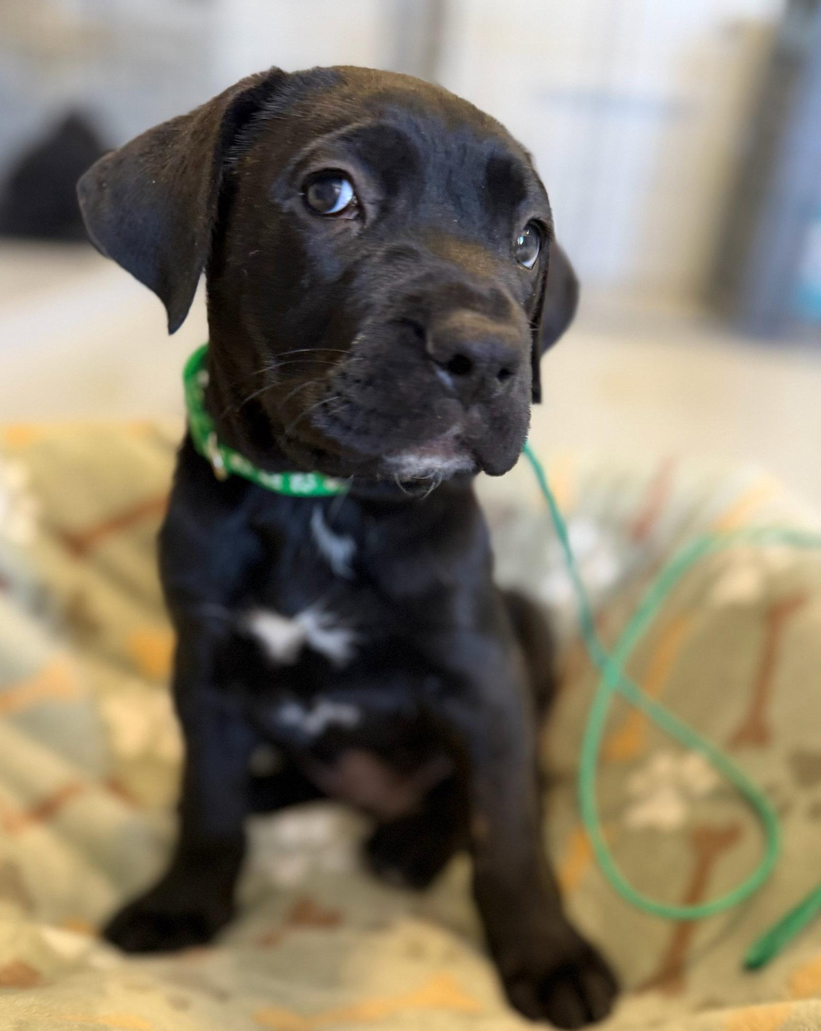 Onyx, Adopted, Young Male Cane Corso.