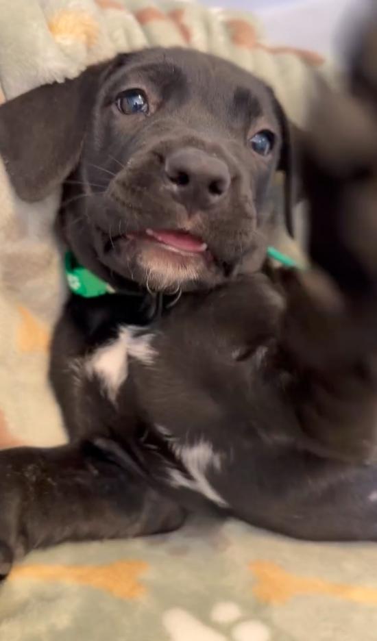 Enlarge Onyx, a Adopted Cane Corso in Glendale, AZ image 2/3