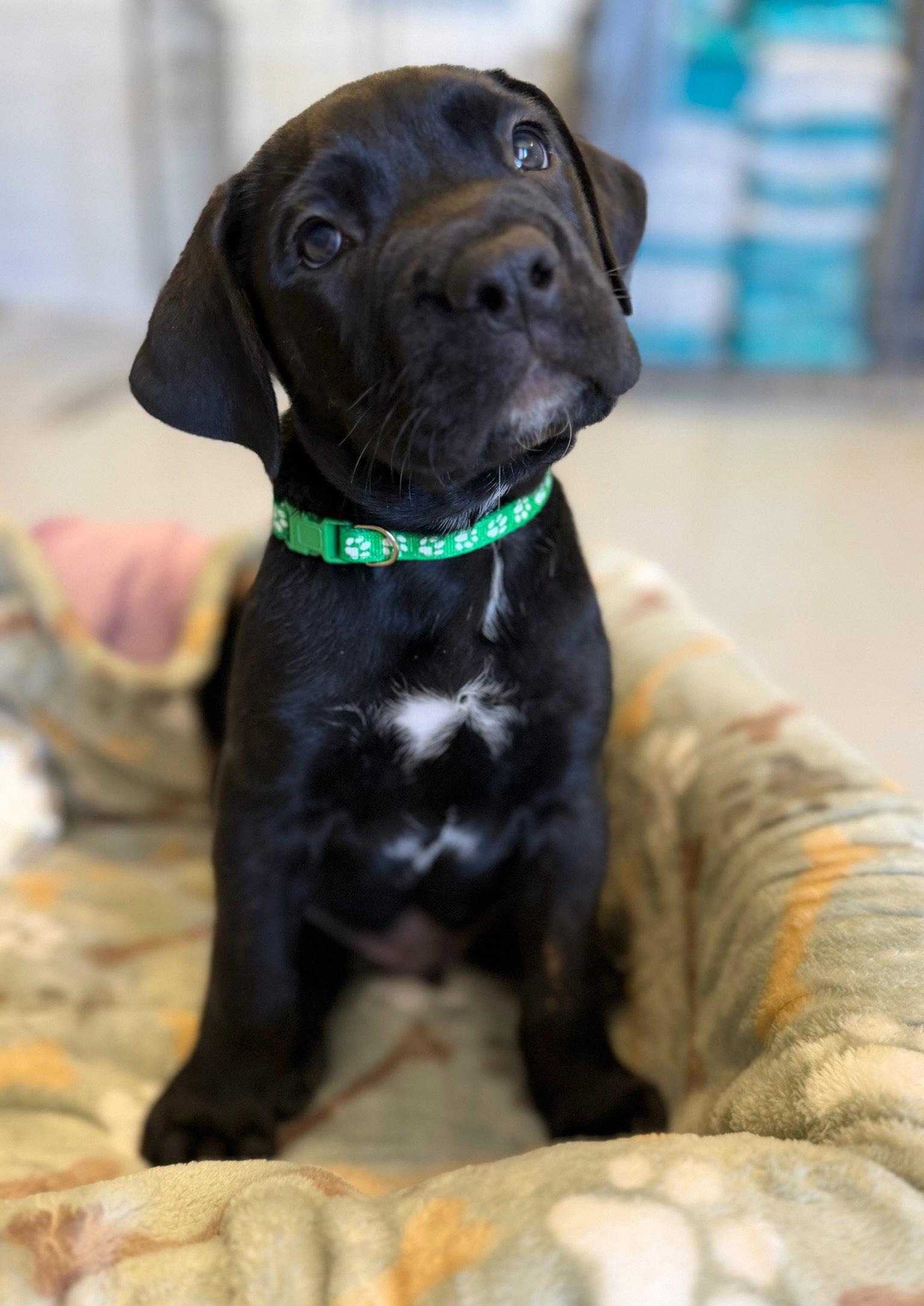 Enlarge Onyx, a Adopted Cane Corso in Glendale, AZ image 3/3