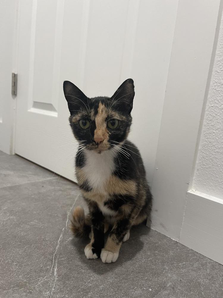 Missy — thumbnail 2