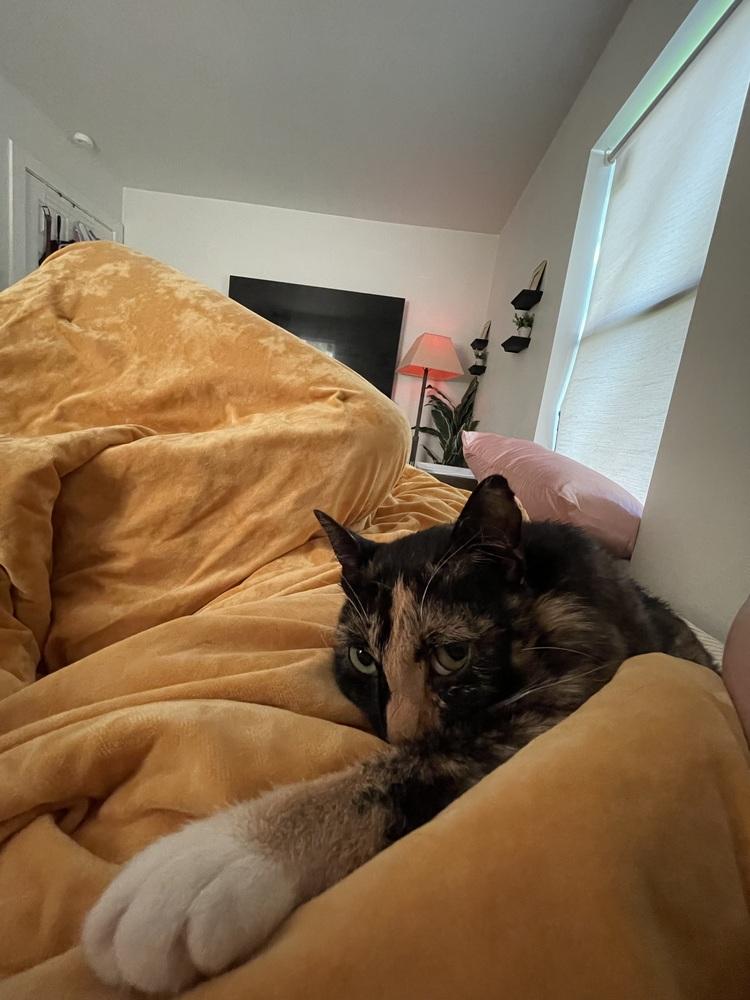 Missy — thumbnail 3