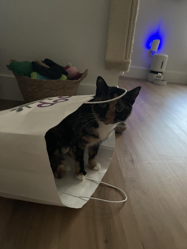 Missy — thumbnail 4