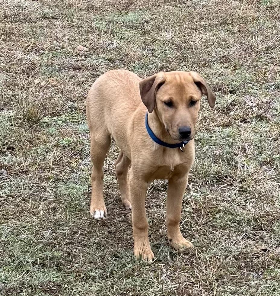 Enlarge Fitz, a Adoptable mixed breed in Sharon, CT image 4/4