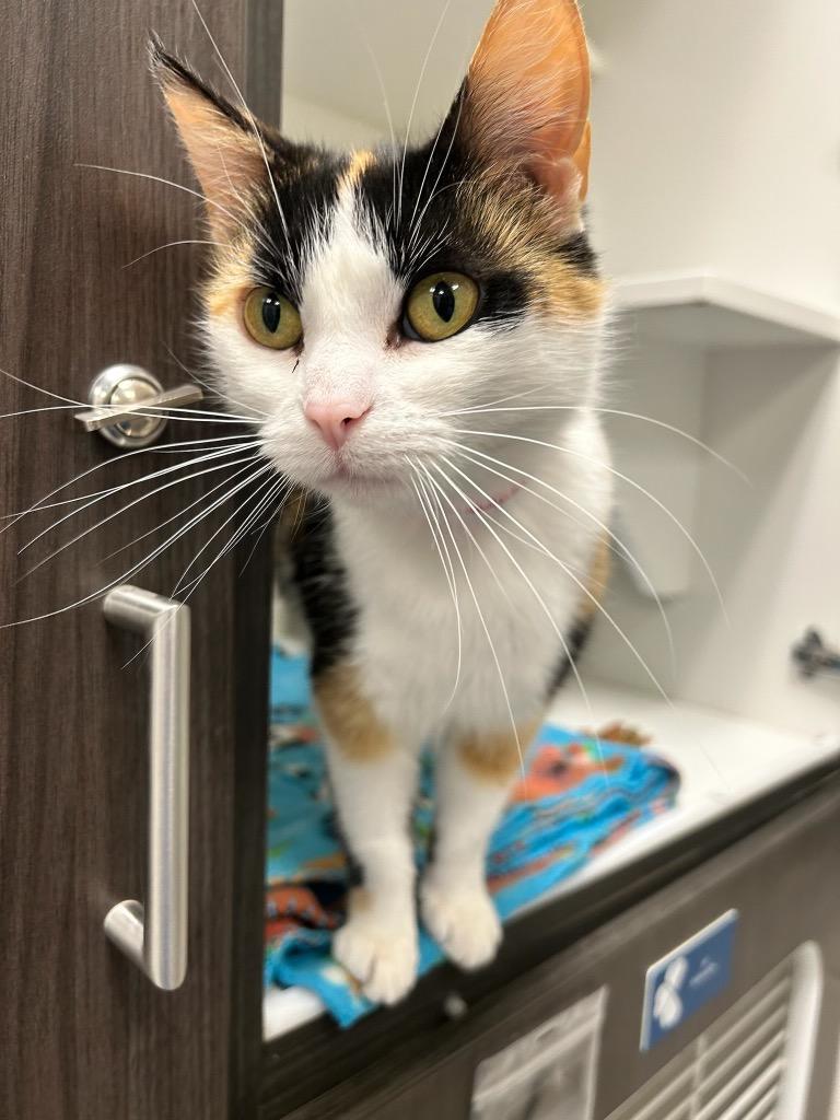 Ruby, adopted, Adult Female Domestic Short Hair.