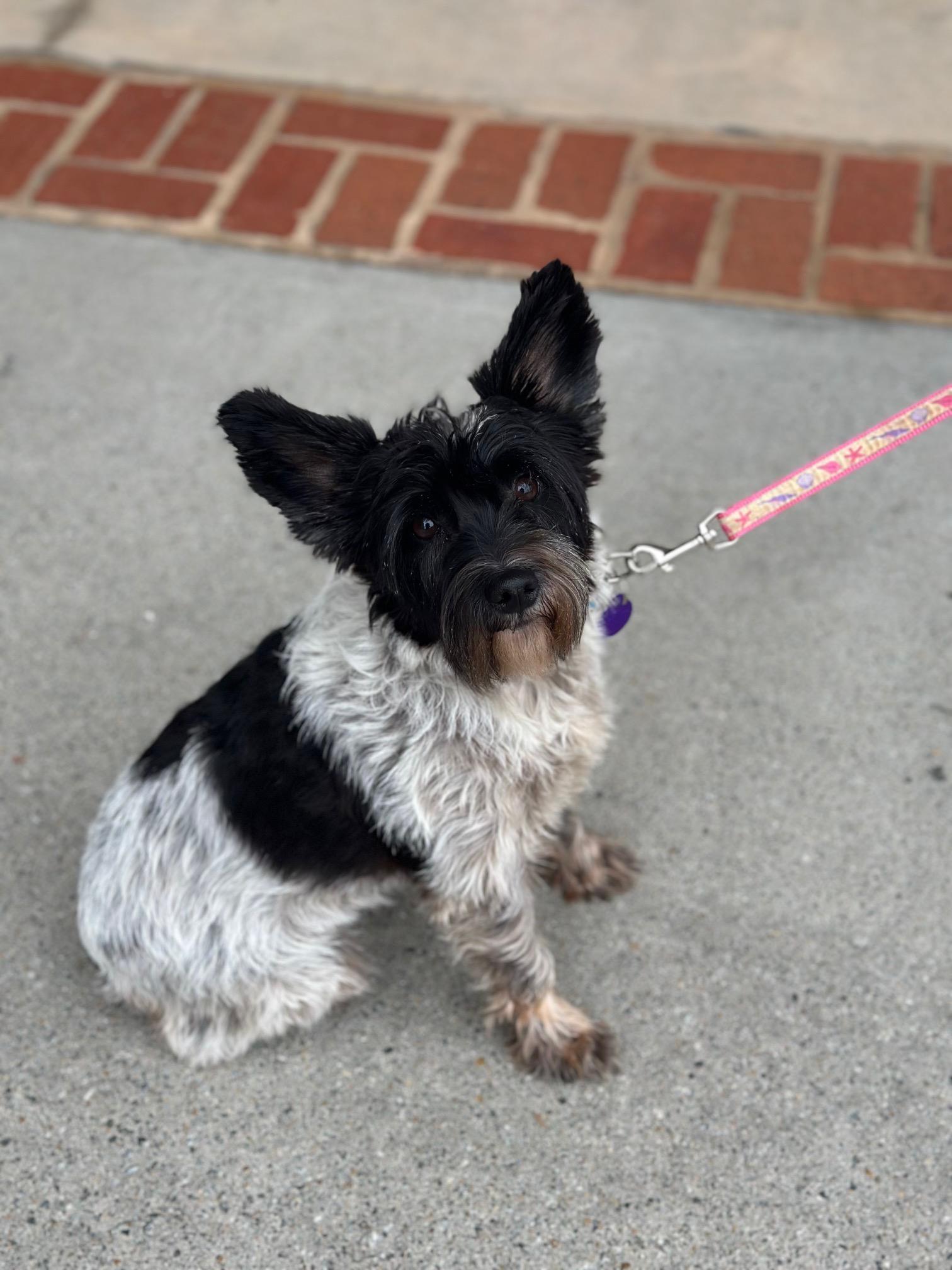Enlarge Jenny, an adopted Miniature Schnauzer in Atlanta, GA image 1/4