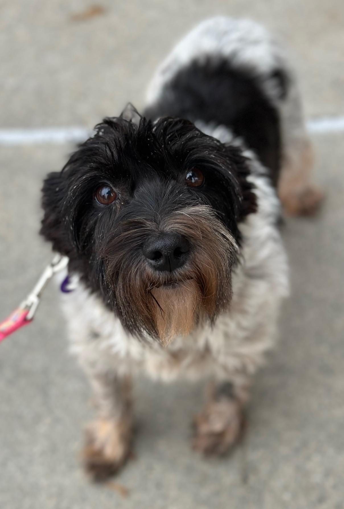 Enlarge Jenny, an adopted Miniature Schnauzer in Atlanta, GA image 2/4