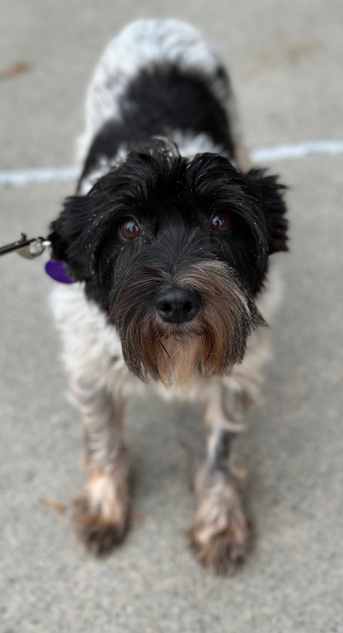 Enlarge Jenny, an adopted Miniature Schnauzer in Atlanta, GA image 3/4