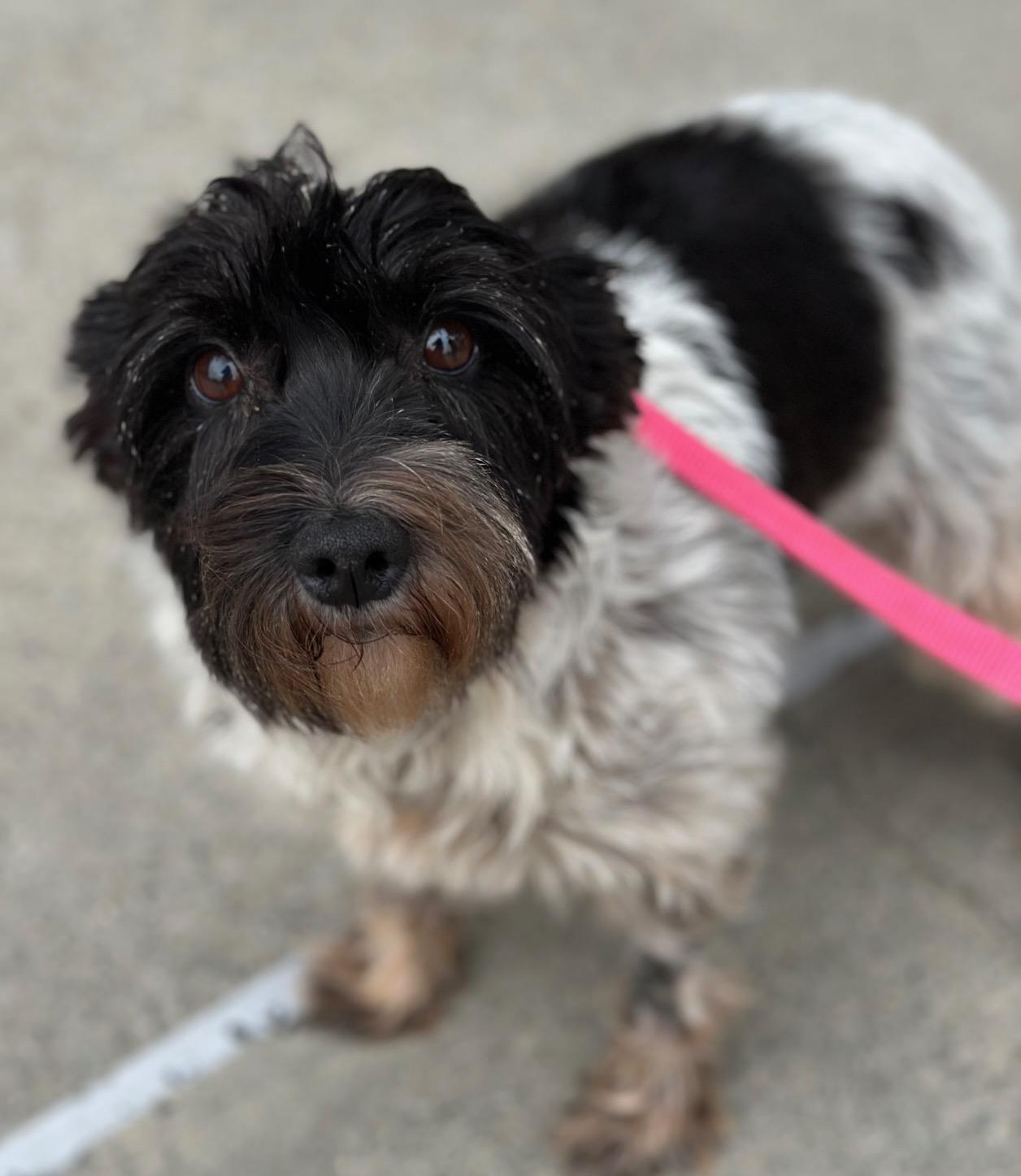Enlarge Jenny, an adopted Miniature Schnauzer in Atlanta, GA image 4/4