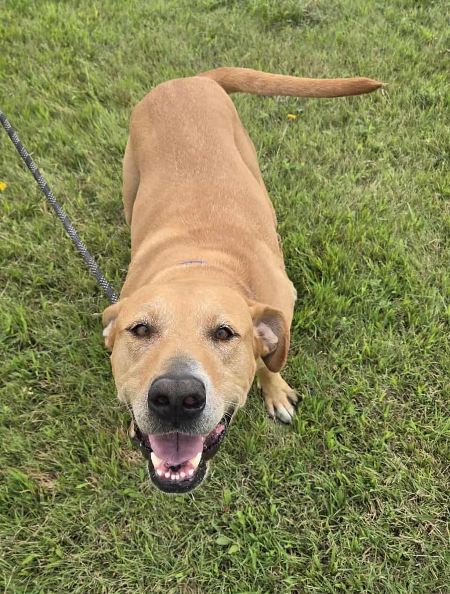 Goldie, Adoptable, Adult Female Labrador Retriever.