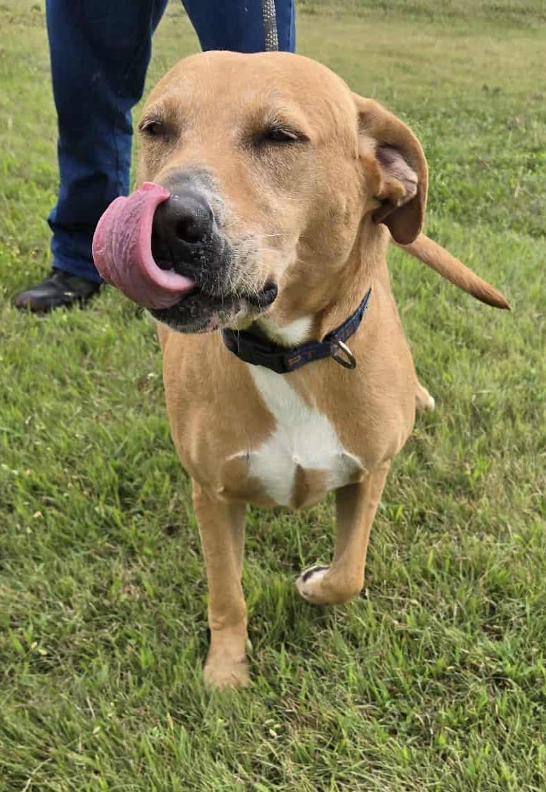 Goldie, a Adoptable mixed breed in Larned, KS image 2/4