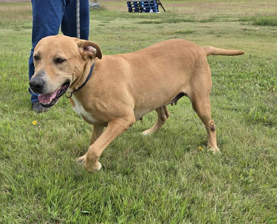 Goldie, a Adoptable mixed breed in Larned, KS image 3/4