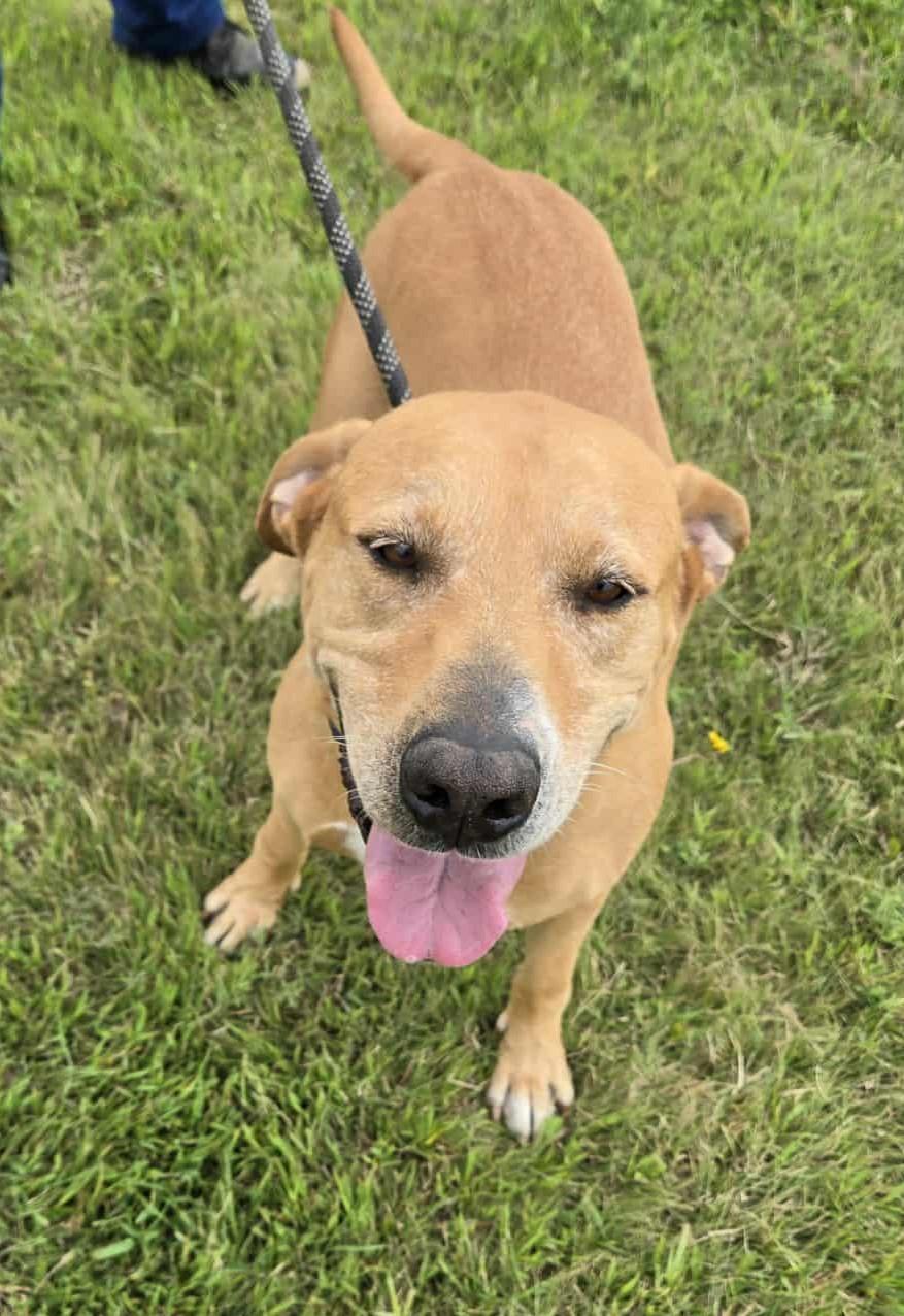Goldie, an adoptable Labrador Retriever in Larned, KS, 67550 | Photo Image 2