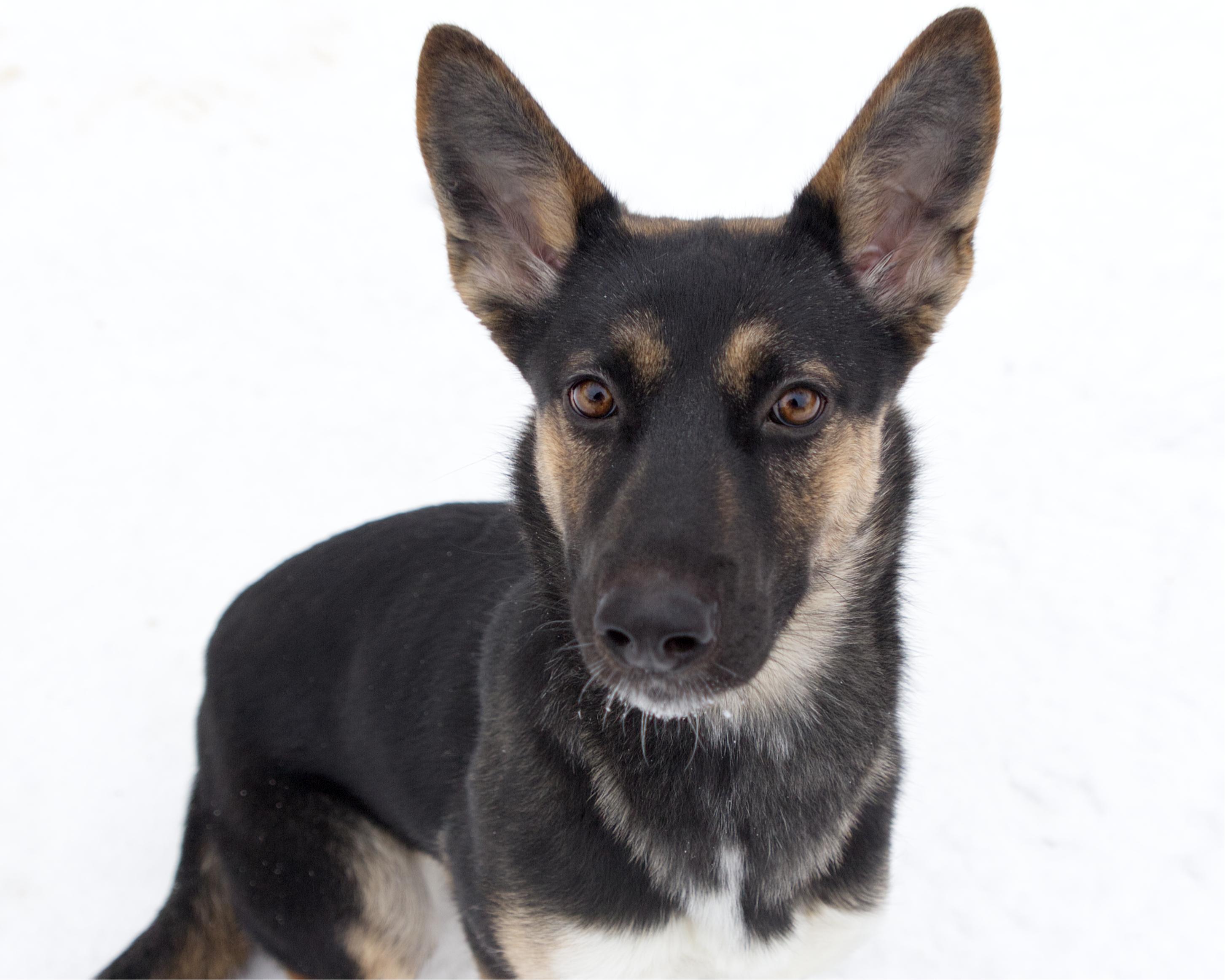 Enlarge Marci, an adoptable mixed breed in Winnipeg, MB image 1/3