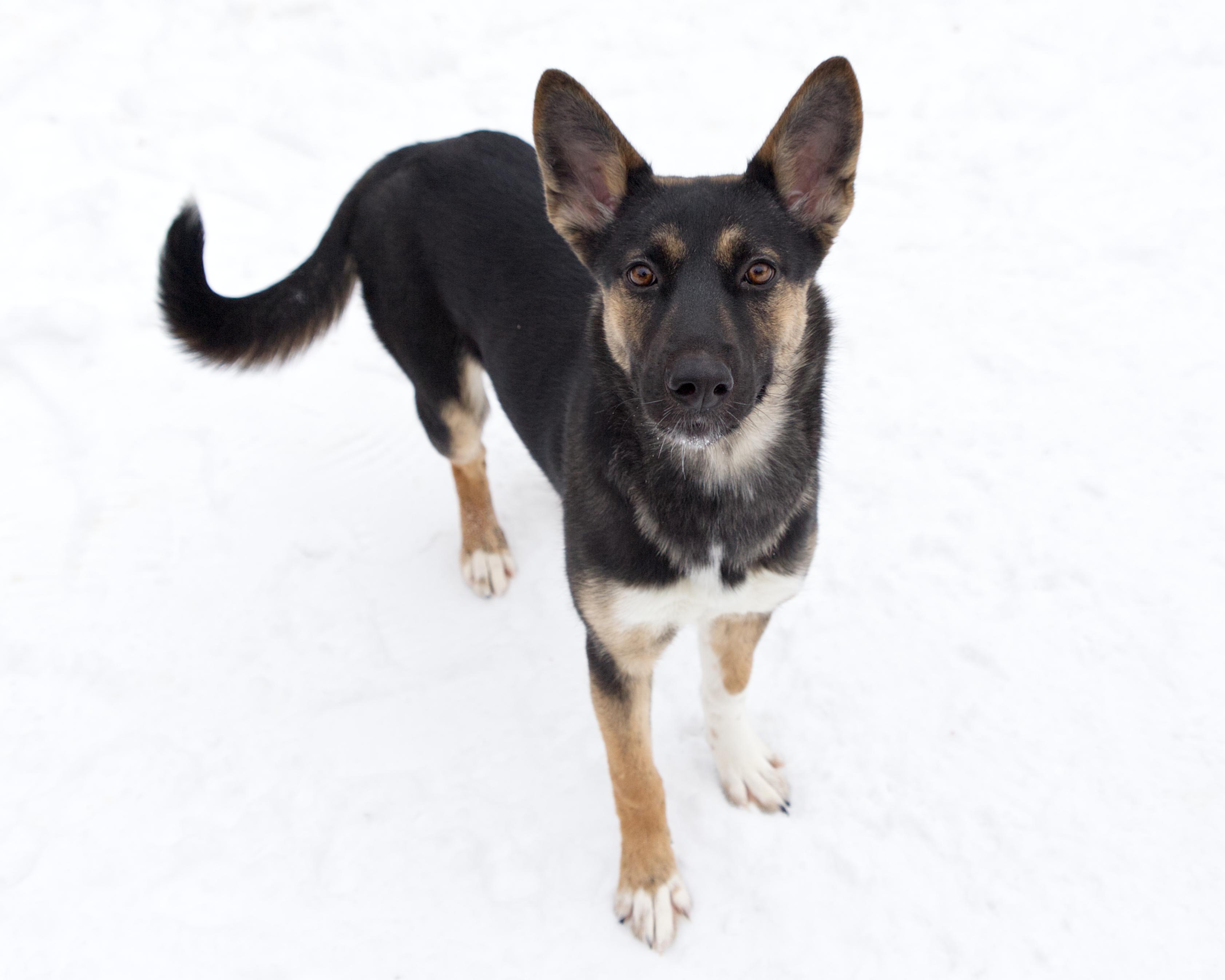 Enlarge Marci, an adoptable mixed breed in Winnipeg, MB image 2/3